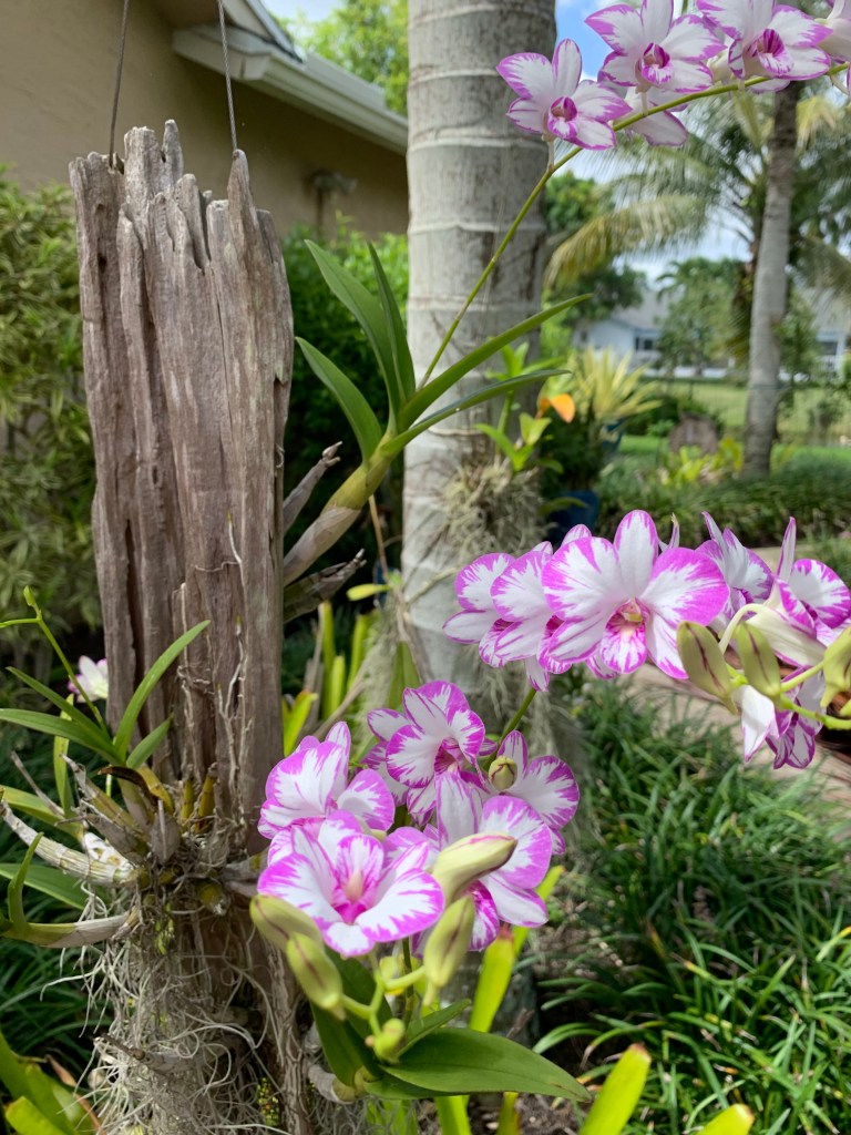 Dendrobium Enobi Purple 'Splash' mounted on cypress